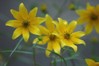 Yellow Daisies @ Stone Mountain 3 (9-2-06)